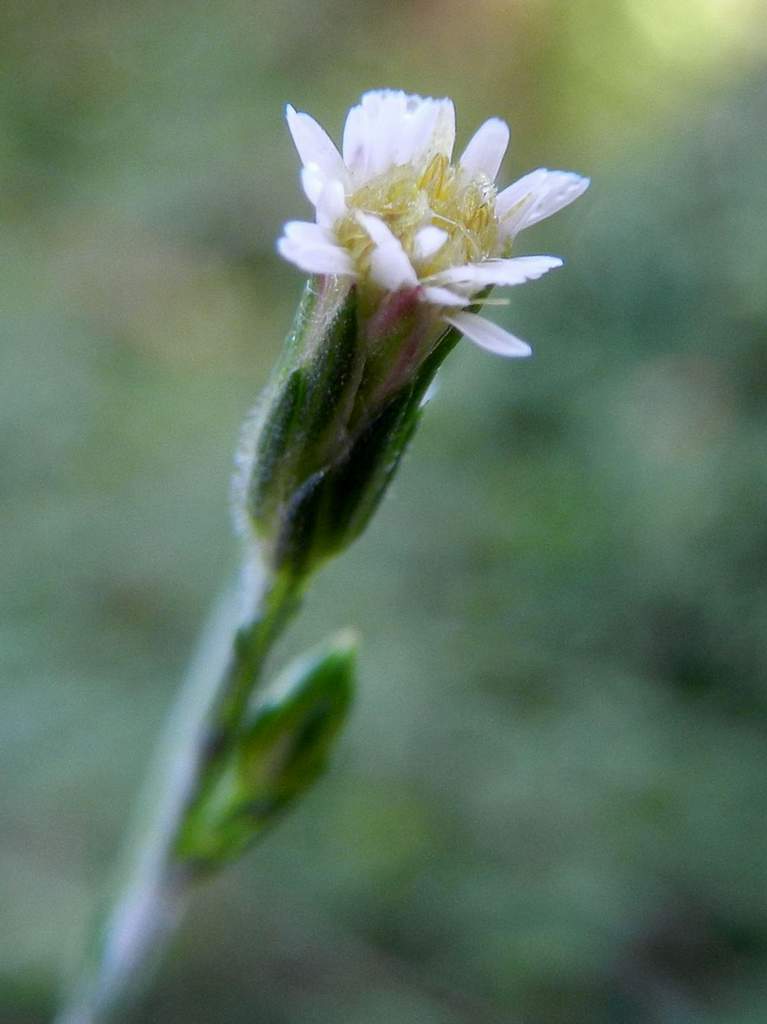 Symphyotrichum squamatum